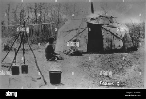 Wild rice harvesting and processing; Scope and content: Series of ...