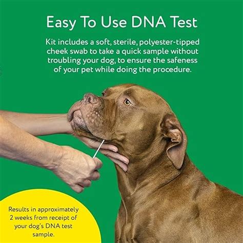 Dna My Dog Essential Test –Breed ID Test Mixed Breed Identification, Personality Traits, for ...