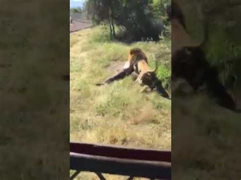 Lion Eats Man Alive YouTube