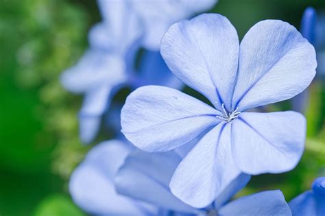 800,000+ Free White Flowers Blue Background & Flower Images - Pixabay