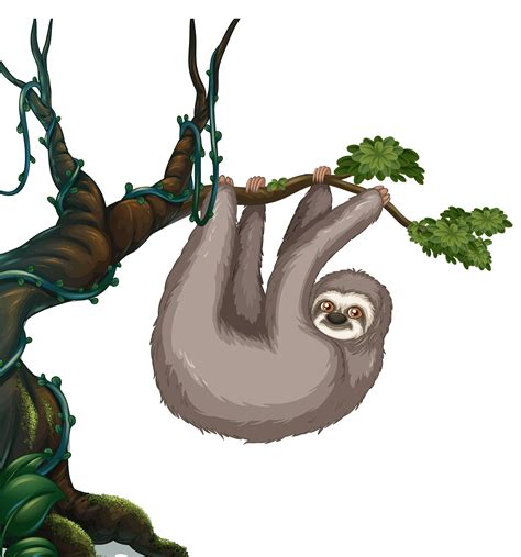 Sloth hanging on the tree 431820 Vector Art at Vecteezy