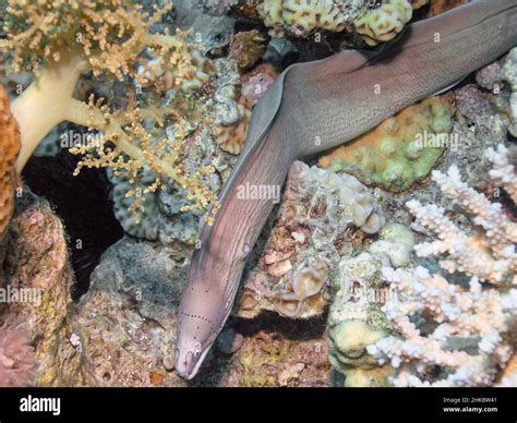 A Geometric Moray Eel Gymnothorax Griseus In The Red Sea Egypt Stock