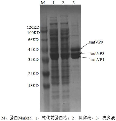 用于口蹄疫病毒样颗粒抗原规模化生产的溶液及纯化和组装方法与流程