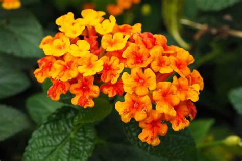 Pictures Of Orange Flowers With Names