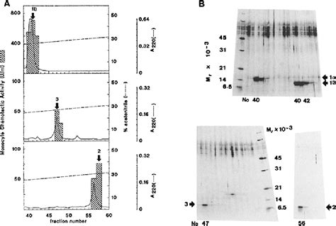 Figure From Structural And Functional Identification Of Two Human