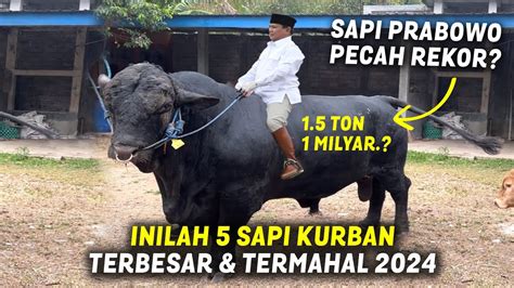 Sapi Kurban Prabowo Pecah Rekor Inilah Sapi Kurban Terbesar