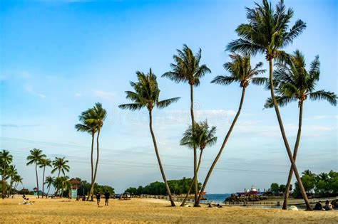 Playa Siloso Con Cocoteros En La Isla Sentosa Singapur Imagen De