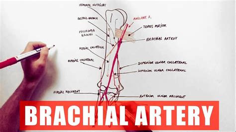 😎 Brachial artery. Arterial Supply to the Upper Limb. 2019-01-10