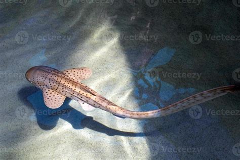 Juvenile Zebra Shark Underwater Portrait Swimming In Shallow Waters