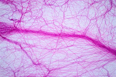 Tejido Conjuntivo Auricular Bajo La Vista Del Microscopio De Luz