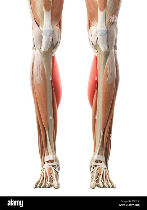 Gastrocnemius Muscle Hi Res Stock Photography And Images Alamy