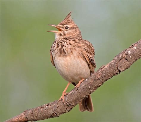 Жаворонок: описание, где обитает, чем питаются, сколько живет
