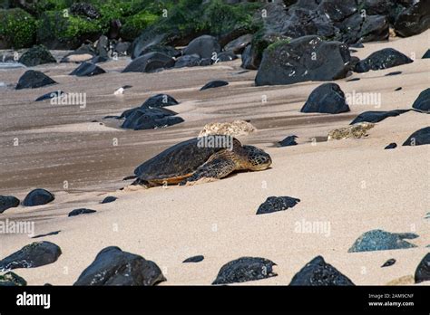 Golden Sea Turtle