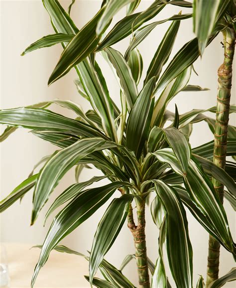 Buy Potted Dracaena Warneckii Indoor Plant Bloomscape