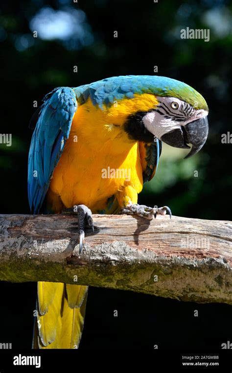 Blue And Gold Macaw Parrot At Tropical Birdland Lindridge Lane