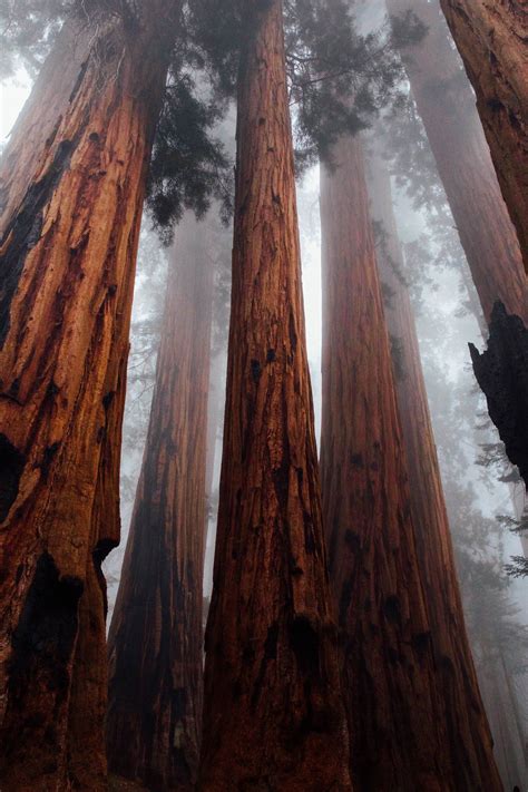 Sequoia Wallpapers Top Free Sequoia Backgrounds WallpaperAccess