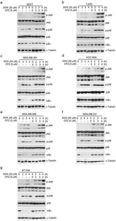 Carfilzomib Enhances Dox Induced Sapkjnk And P38 Mapk Phosphorylation Download Scientific