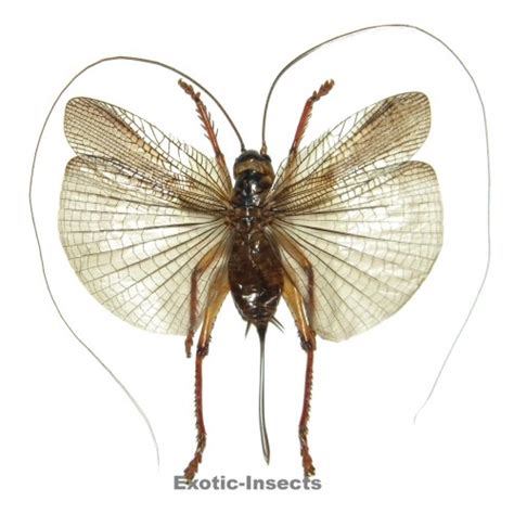 Gryllacrididae sp.13 - Exotic-Insects