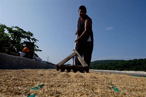 Farmers reap benefits of higher palay prices | The Manila Times