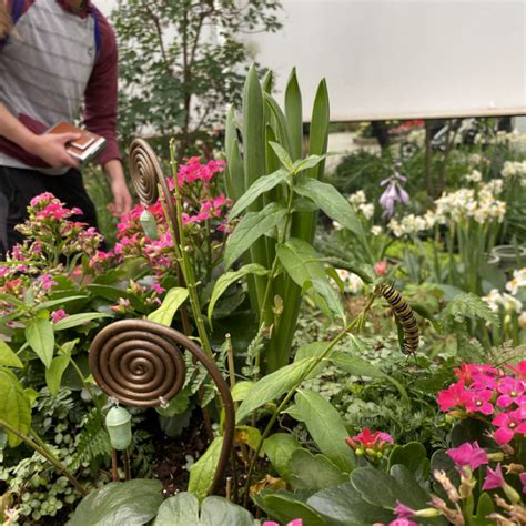 Its Back Head To Meijer Gardens Butterflies Are Blooming 2024 For A