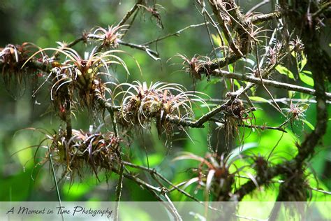 Audubon Corkscrew Swamp Sanctuary | A Moment In Time