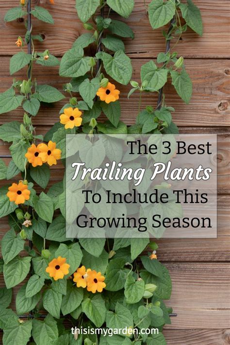 The Best 3 Trailing Plants To Add To Include This Growing Season ...