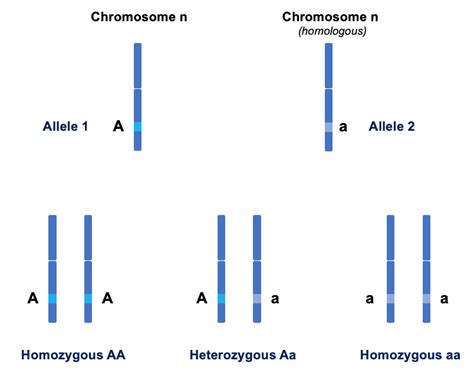 Genotype And Phenotype Wize University Biology Textbook Wizeprep