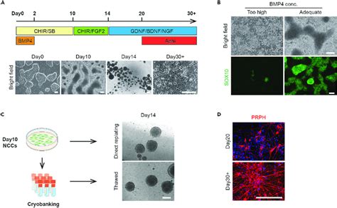 Differentiation Of Postganglionic SymNs Through NCCs Using HPSCs A