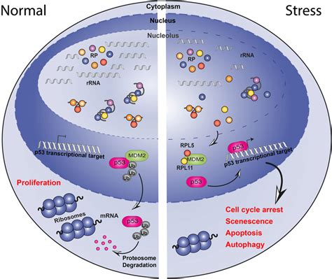 Schematic Representation Of The Nucleolar Surveillance Pathway Under