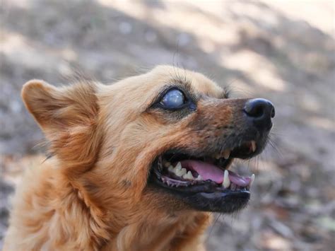 Antídoto Comité Confundir problema en el ojo de mi perro Testificar