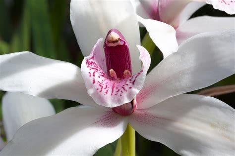 Fotos gratis flor blanco pétalo florecer rojo Asia botánica