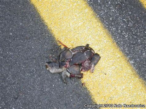 Eastern Mud Turtle Kinosternon Subrubrum Subrubrum