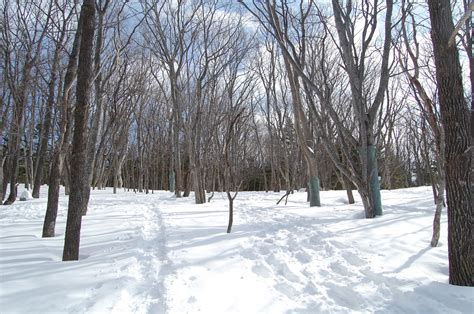 Winter activities in Shiretoko National Park (Hokkaido) | SELECTED ...