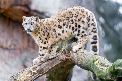 Apex Predators: 20 Animals That Are On Top Of The Food Chain - WhatDeWhat