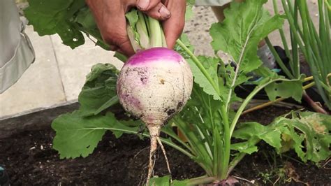 Quand Planter Navet