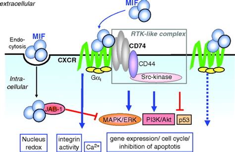 Macrophage Migration Inhibitory Factor In Cardiovascular Disease