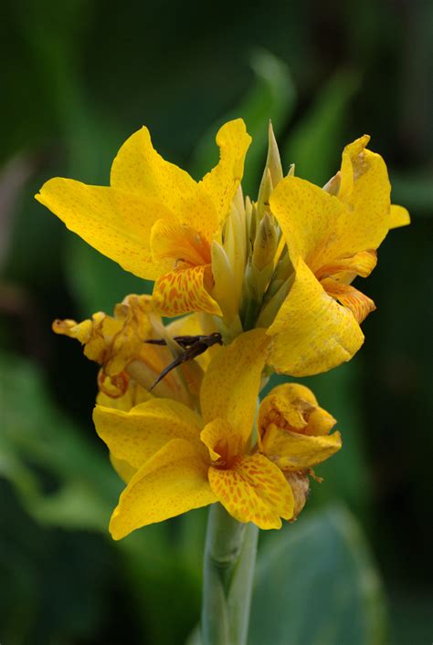 Free Images : nature, flower, botany, yellow, flora, wildflower