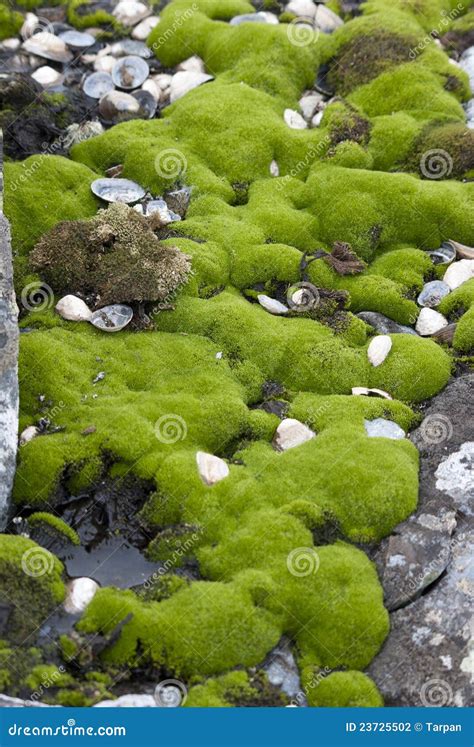 Antarctic mosses. stock photo. Image of plants, spring - 23725502