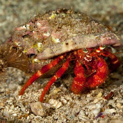 Scarlet Reef Hermit Crab For Sale Online Scarlet Hermit Crabs For Sale