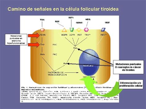 Cncer De Tiroides Fases Del Ciclo Celular Metafase Porn Sex Picture