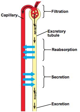 Ch 44 Osmoregulation And Excretion Flashcards Quizlet