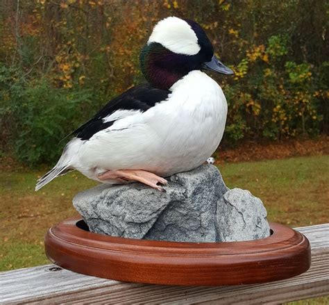 Standing Bufflehead Mounts