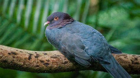 La justice suspend à nouveau la chasse aux oiseaux en Guadeloupe