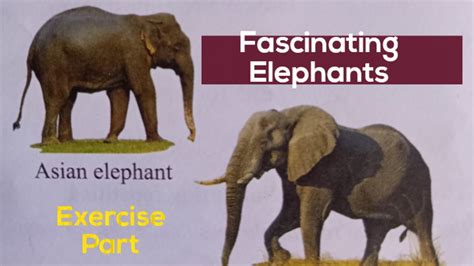 Class 4 Fascinating Elephants Exercise Part Question Answers Youtube