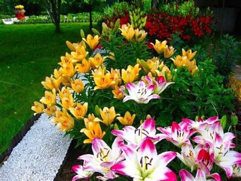 How And When To Plant Lilies Healthy Food Near Me