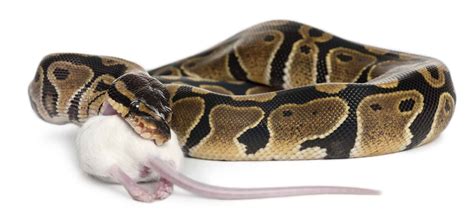 Burmese Python Bite