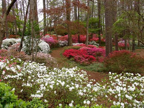 Callaway Gardens 088 | Callaway gardens, Plants, Garden