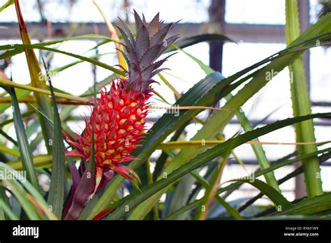 Close Up Of A Red Pineapple Fruit Of An Ananas Bracteatus Bromeliad