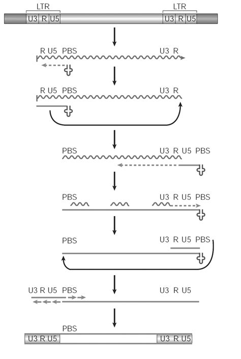 The Reverse Transcription Of Ltr Retrotransposons Abbreviations Are