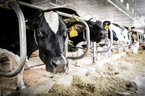 Cheese Cows And Manure Systems Approach Makes Tough Decisions Easier To Digest